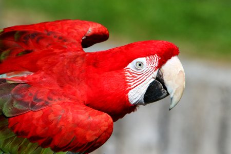 Red, Zoo, Bird photo