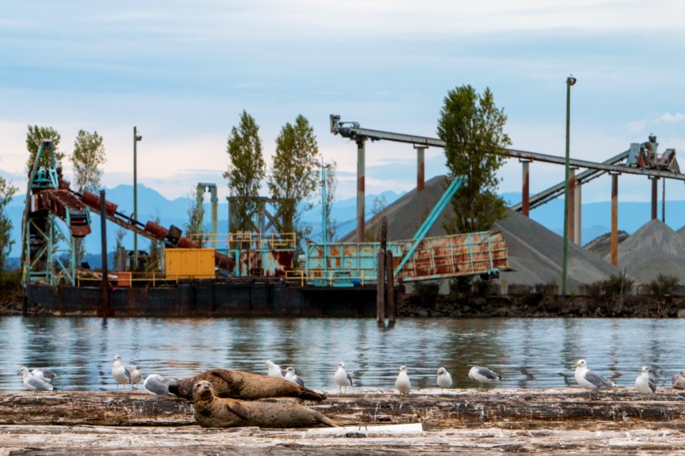 Everett, United states, Puget sound