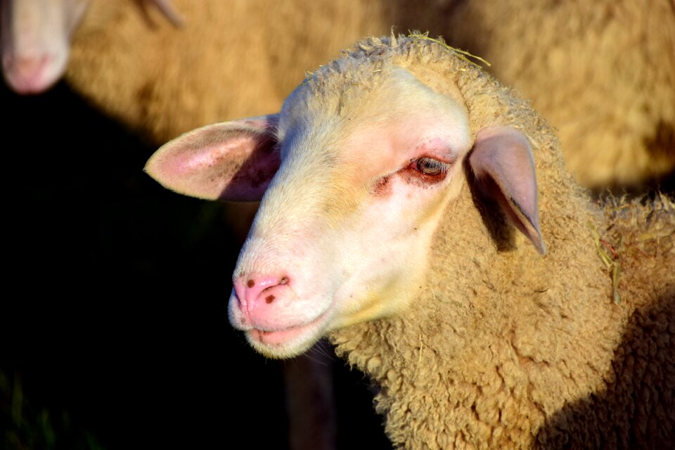 Animal livestock pasture