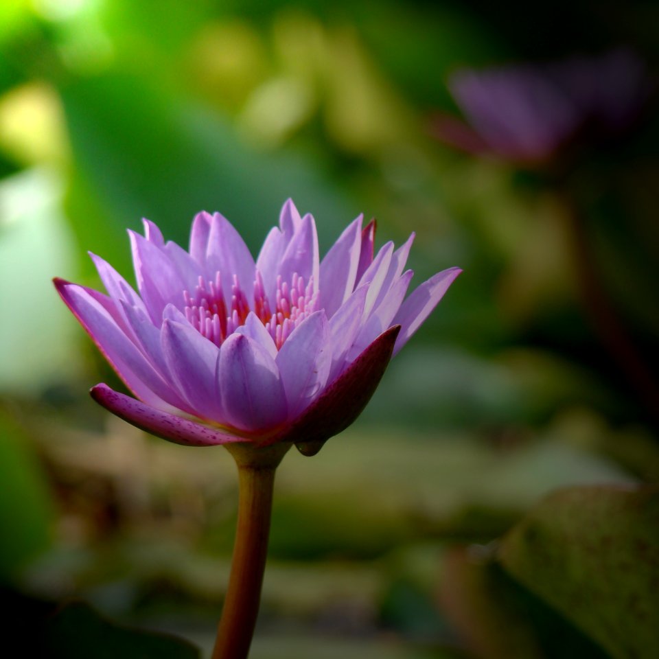 Hi park, Kozhikode, India