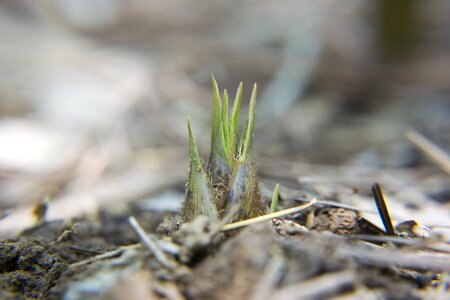 Close-up macro soil