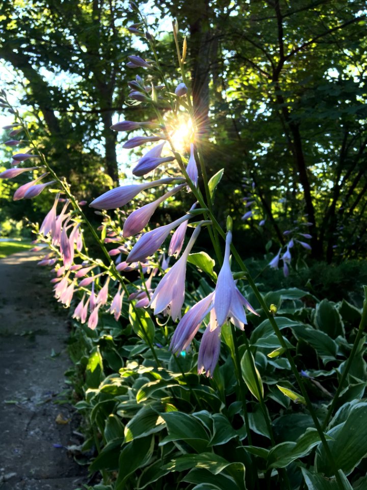 Purple, Sunset, Flowers