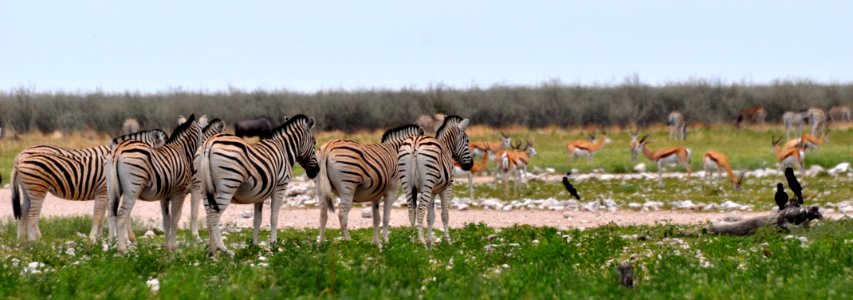 Wildlife, Springbok, Zebra photo
