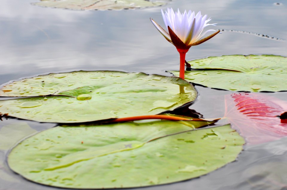 Okavango delta, Botswana, Floating flower