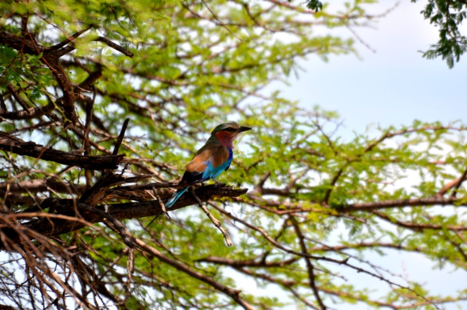 Etosha national park, Namibia, Bird watching