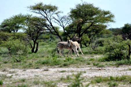 Etosha national park, Namibia, Animal photo