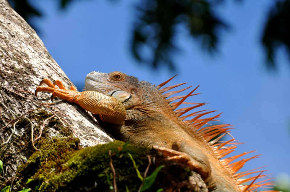 Costa rica, Tortuguero, Sunbathing photo