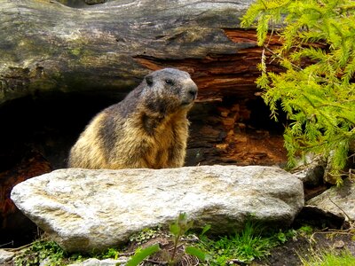 Alpine switzerland animal
