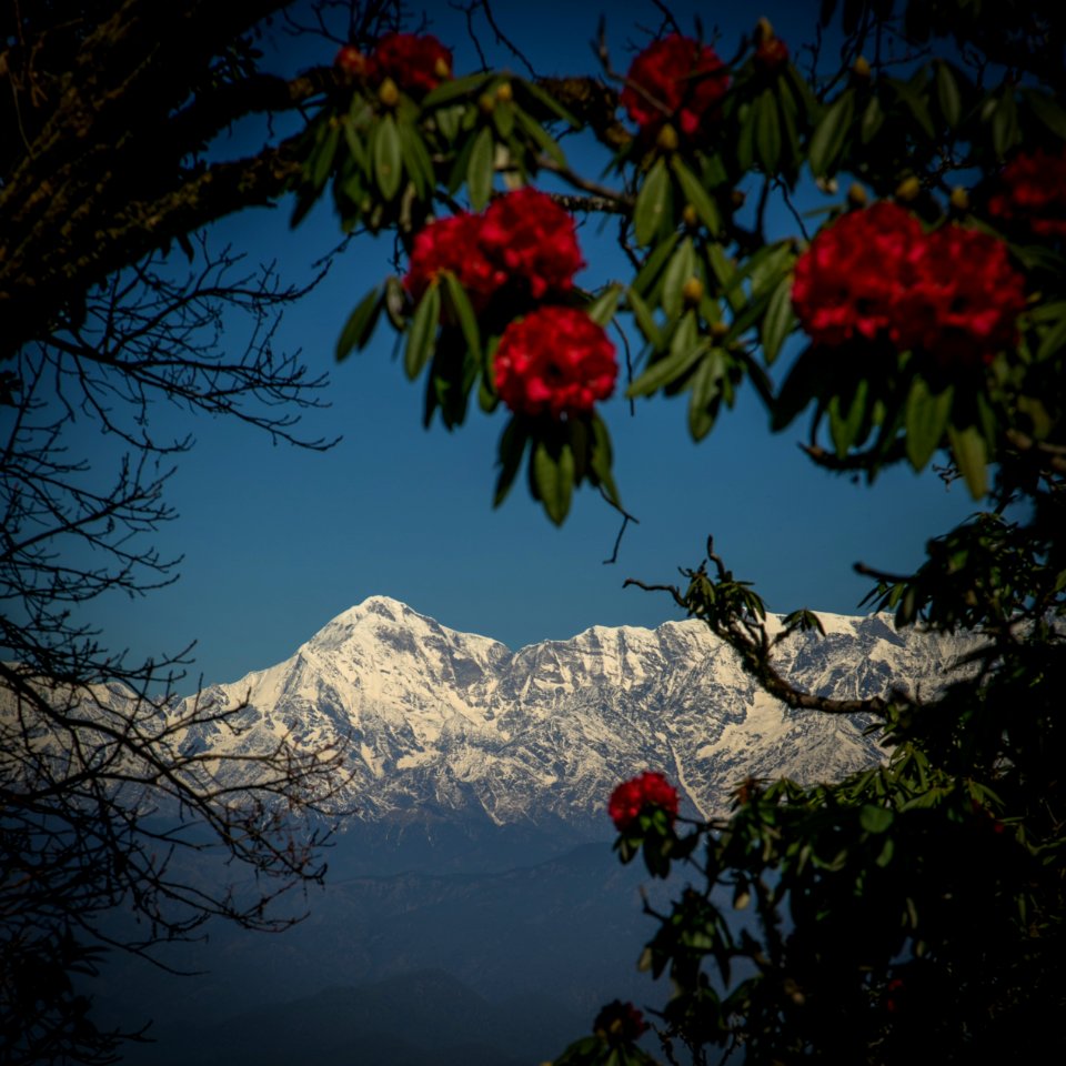 Trishul, Trek, Forest photo