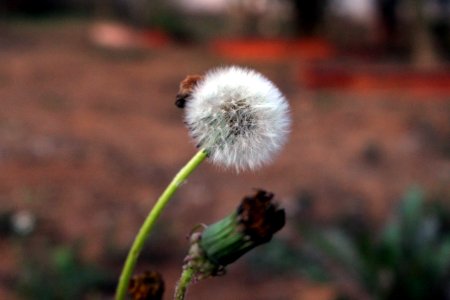 Flower, White, Focus