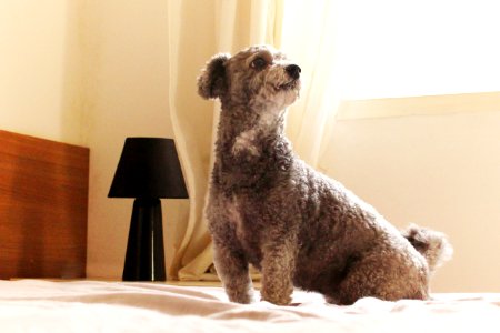 Abajour, Window, Bed