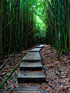 Maui, United states, Bamboo photo