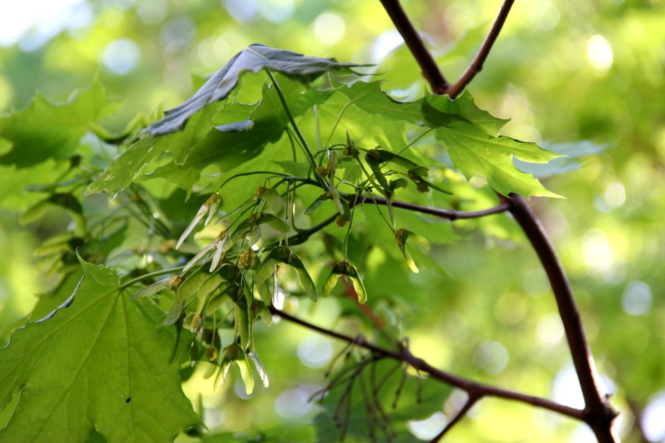 Leaf