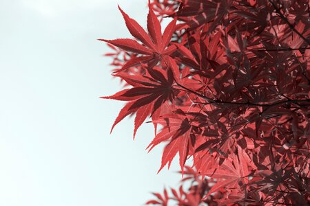 Look up plant red