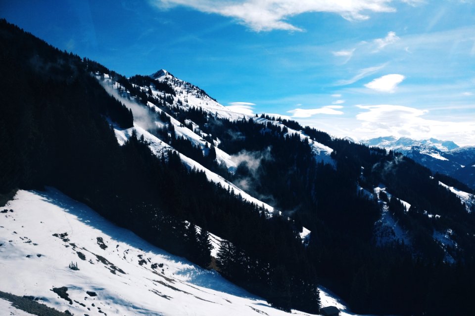 Austria, Westendorf, Forest