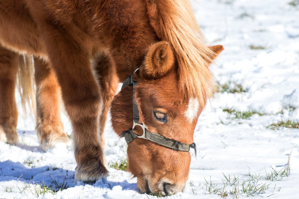 Small horse head winter