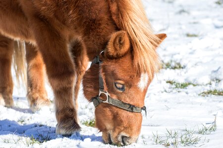 Small horse head winter photo