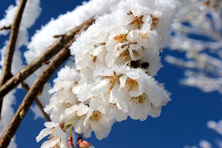 Bloom spring branch