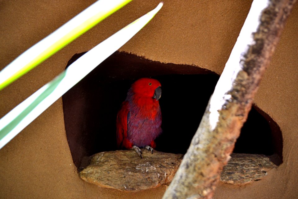 Spain, Palmitos park, Maspalomas