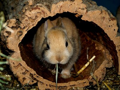 Dwarf bunny nager eat