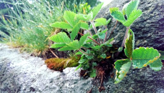 Nature, Green, Trip