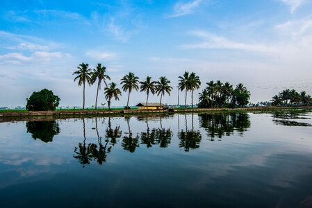 Nature landscape tree photo