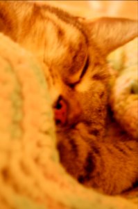 Sleep, Meow, Cat photo