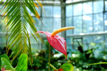 Clujnapoca, Romania, Flower