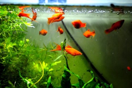 Clujnapoca, Romania, Underwater