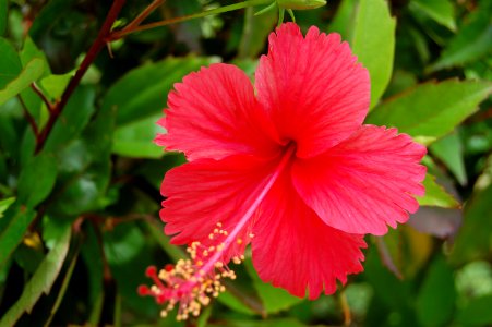 Punta cana, Dominican republic, Floral photo
