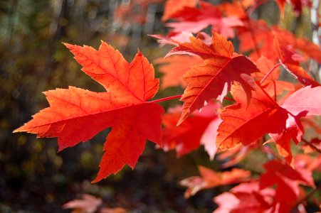 Detroit lakes, United states, Leaves