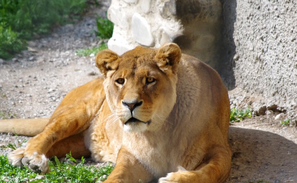 Feline predator lying