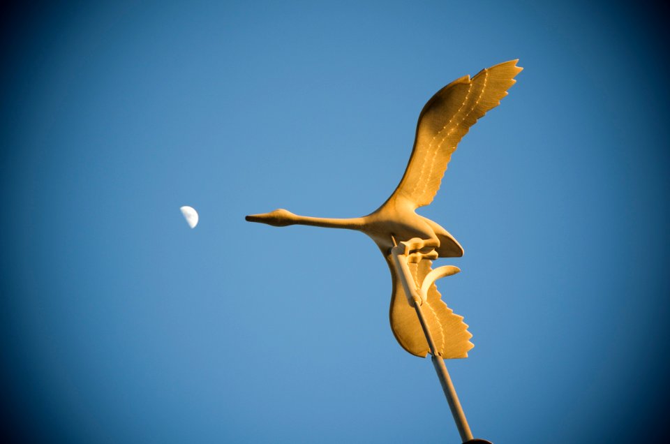 Majorca, Spain, Animal