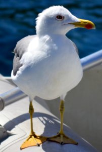 Cabrera, Spain, Animal