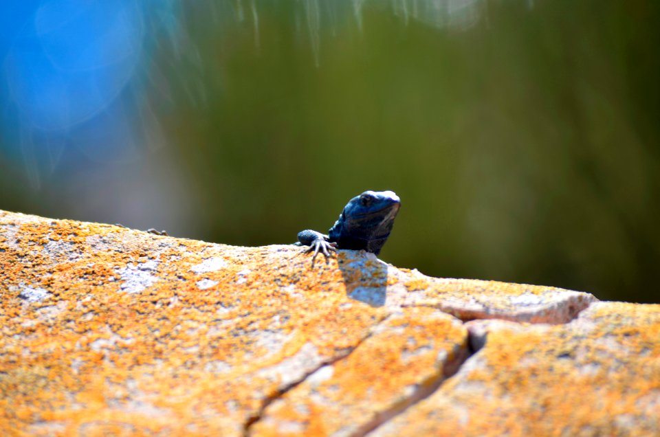 Cabrera, Spain, Animal