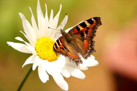 Nepal, Flower