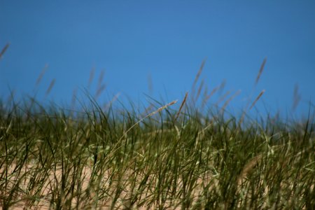 Sleeping bear dunes national lakeshore, United states, Grass