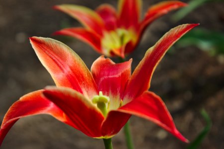 Holl, United states, Tulip