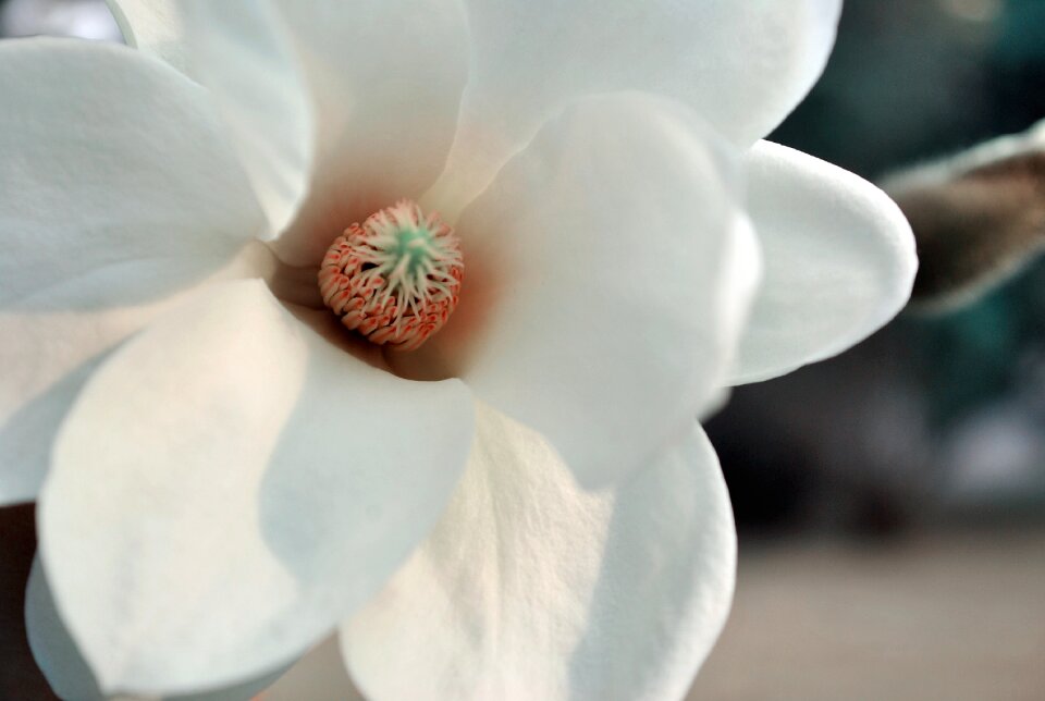 Magnolia fresh spring