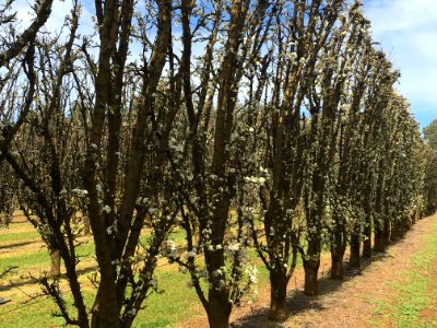 Walliston, Australia, Cherry blossom