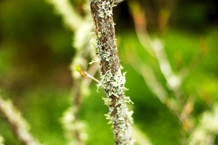 Wellington botanic garden, Wellington, New zeal photo