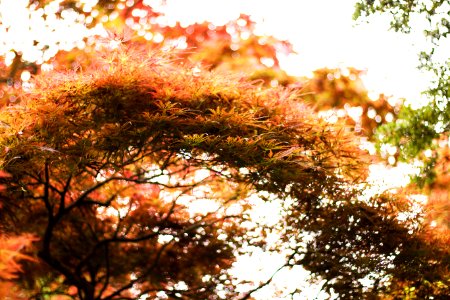 Wellington botanic garden, Wellington, New zeal