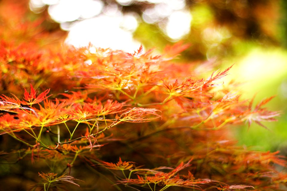 Trees, Autumn