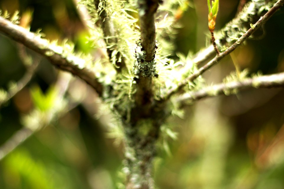 Wellington botanic garden, Wellington, New zeal
