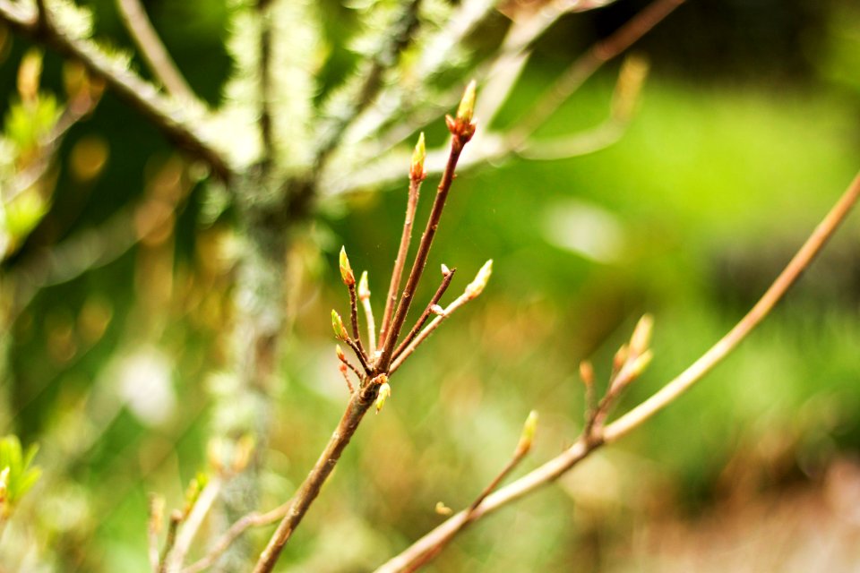 Wellington botanic garden, Wellington, New zeal