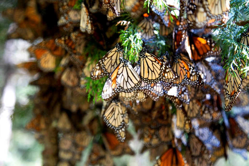 Monarch butterfly biosphere reserve, Mexico, Vida