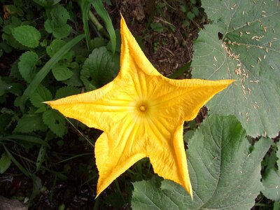 Nature dahlia squash blossoms