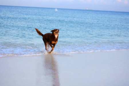 Eagle beach, Aruba, Play