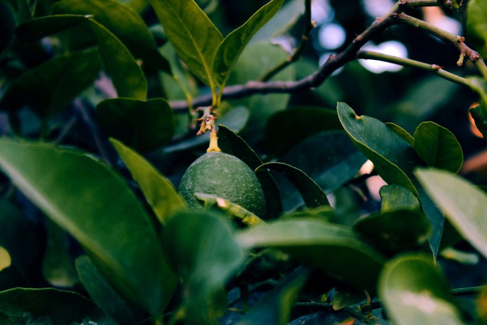 Nature, Lemon, Trees