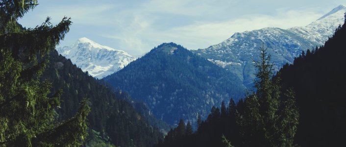 Ayder yaylas yolu, Turkey, Tree